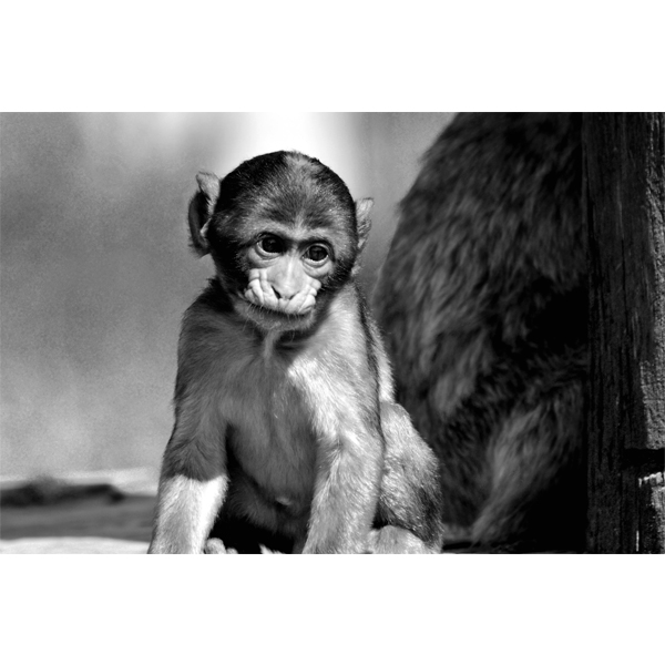 monkey - fotografi i sort hvid fra Wolfdesign - dyre billeder