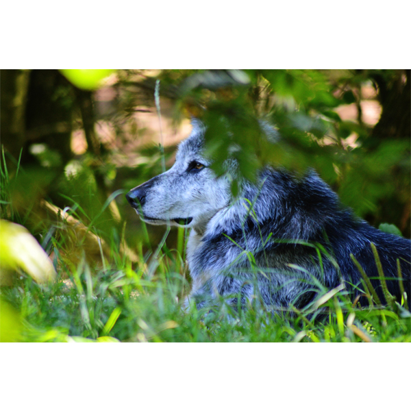 Ulven - fotografi i farver fra Wolfdesign - Billeder af dyr