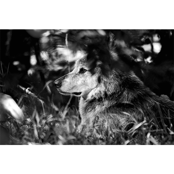 Ulven i sort/hvid - fotografi fra Wolfdesign - Billeder af dyr