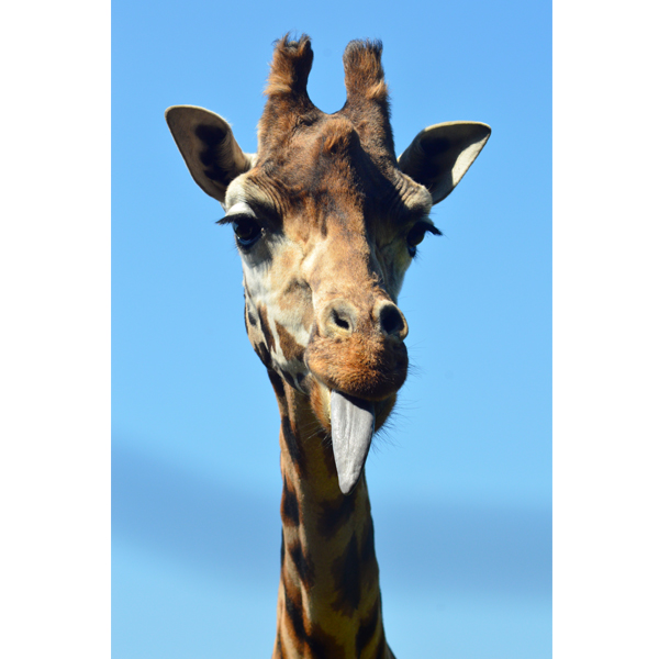 Fræk giraf - fotografi fra Wolfdesign af vilde dyr